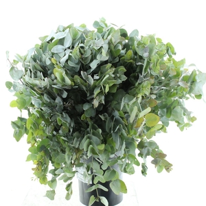 Euca Cinerea P Stem 70cm (10 Stems Per Bunch)