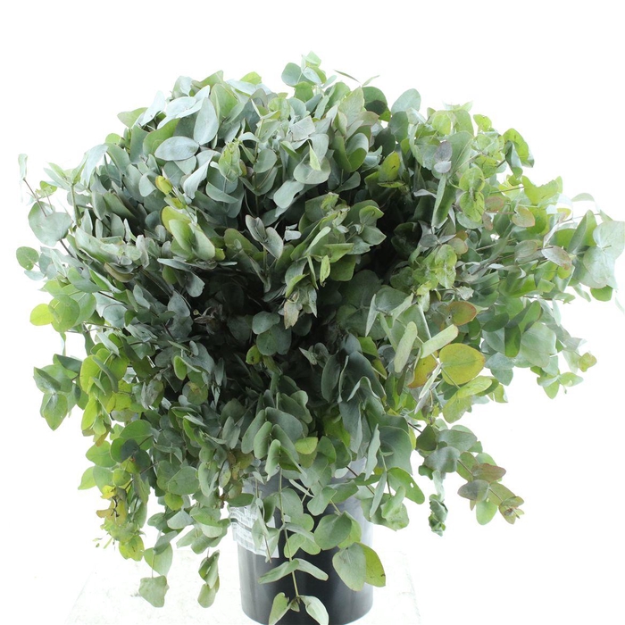 <h4>Euca Cinerea P Stem 70cm (10 Stems Per Bunch)</h4>