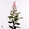 Spiraea Sal Pink Inn