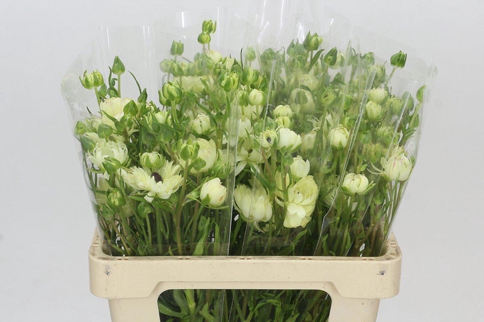 Ranunculus Natura Moderna Galaxy