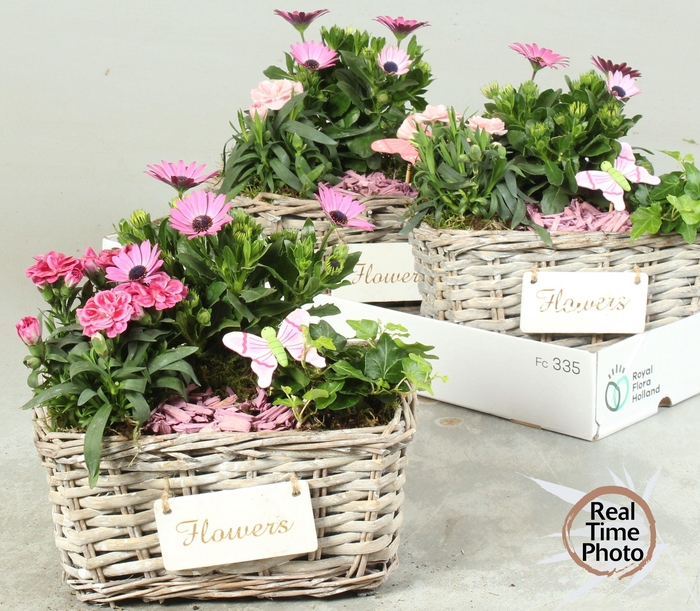 <h4>ARR TUINPLANTEN</h4>