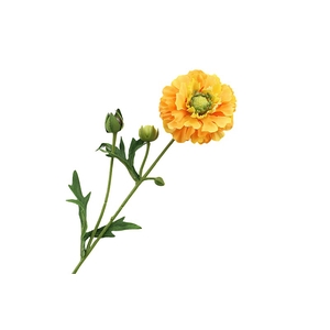 Ranunculus Yellow