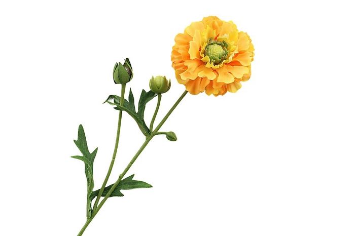 <h4>Ranunculus Yellow</h4>