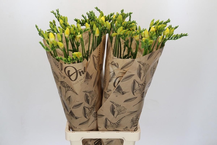 Freesia One Yellow XXL