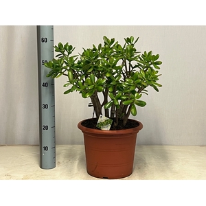 CRASS OVATA