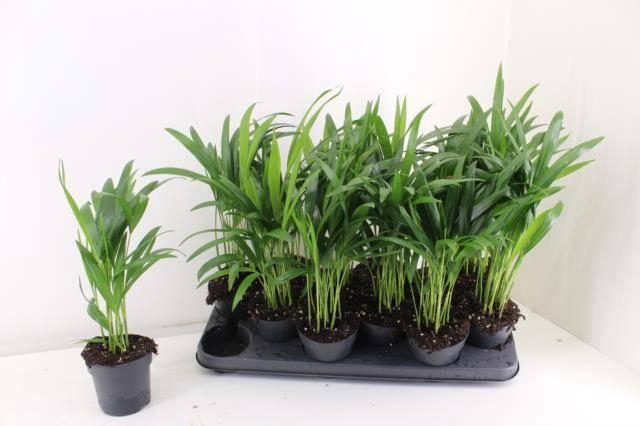 <h4>DYPSIS LUTESCENS</h4>