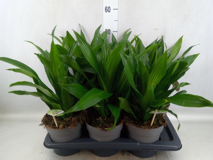 <h4>Dracaena frag. 'Green Jewel'</h4>