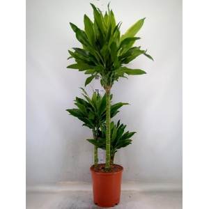 Dracaena frag. 'Golden Coast'