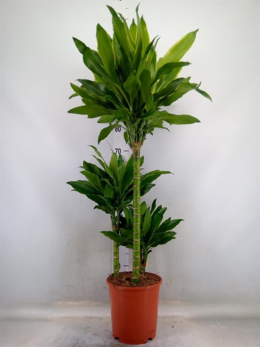 <h4>Dracaena frag. 'Golden Coast'</h4>