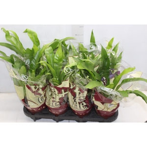 ASPLENIUM OSAKA LISO P14