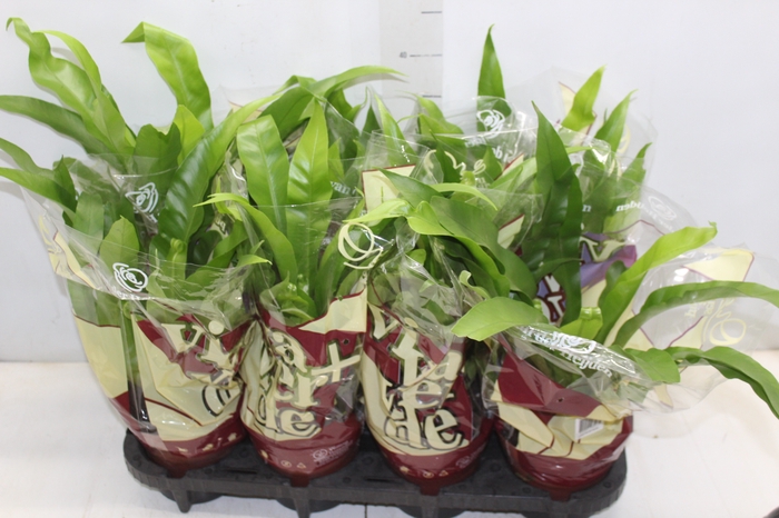 <h4>ASPLENIUM OSAKA LISO P14</h4>