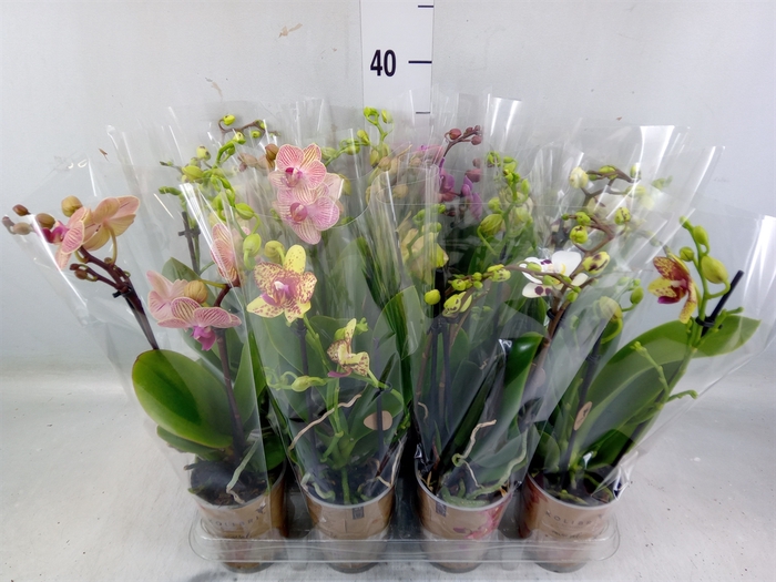 <h4>Phalaenopsis   ...mix</h4>