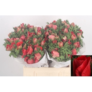 Anemone Mistral Red