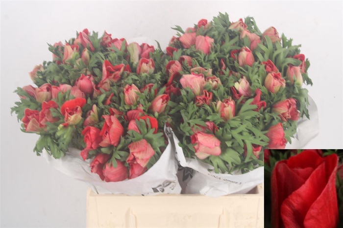 <h4>Anemone Mistral Red</h4>