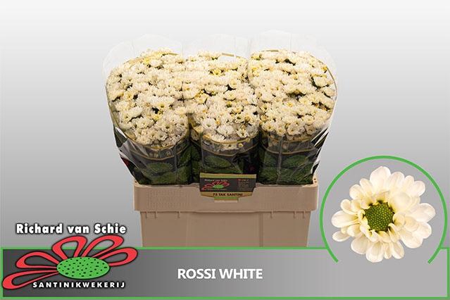 <h4>Chr San Rossi White</h4>