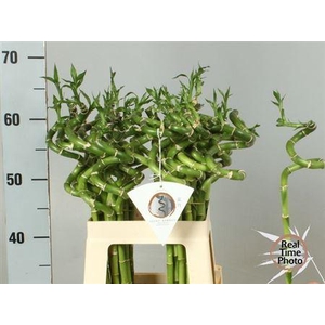 Drac Bamboo Spiraal 50 Cm