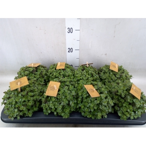 Callisia repens 'Turtle'