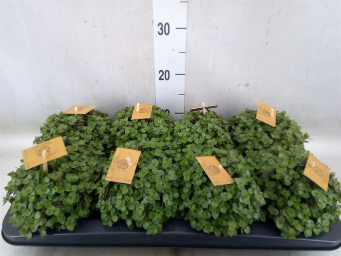 <h4>Callisia repens 'Turtle'</h4>