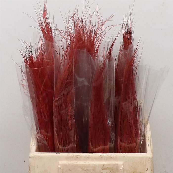 Dried Stypa Penata Cerise/red Bs