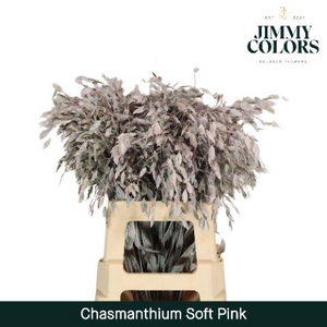 Chasmanthium L70 Soft pink
