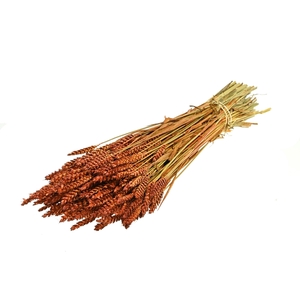 Tarwe Teak