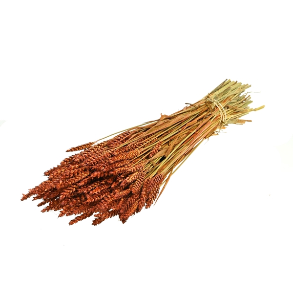 <h4>Tarwe Teak</h4>