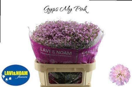 <h4>Gyps Pa My Pink</h4>
