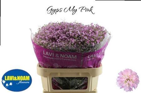 <h4>Gyps Pa My Pink</h4>