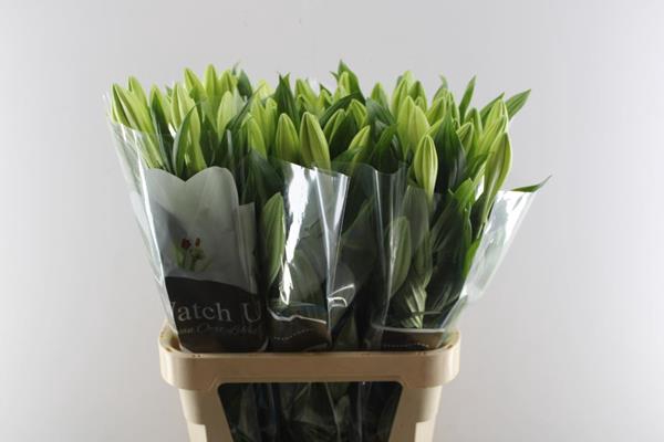 <h4>Li Lf Watch Up 1+</h4>