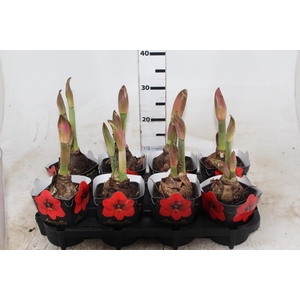 AMARYLLIS P14 VERMELHO MIN 2 HT