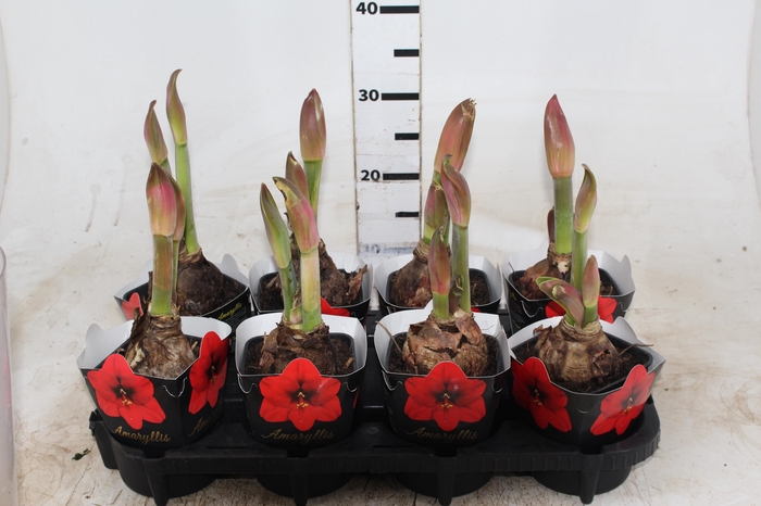 <h4>AMARYLLIS P14 VERMELHO MIN 2 HT</h4>
