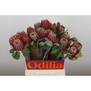 Banksia Coccinea