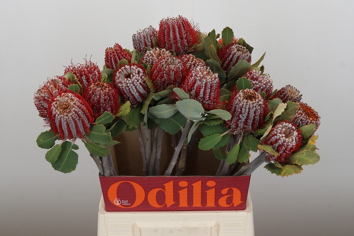 <h4>Banksia Coccinea</h4>