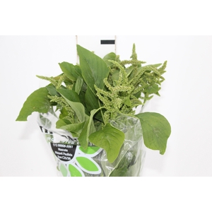 AMARANTHUS VERDE
