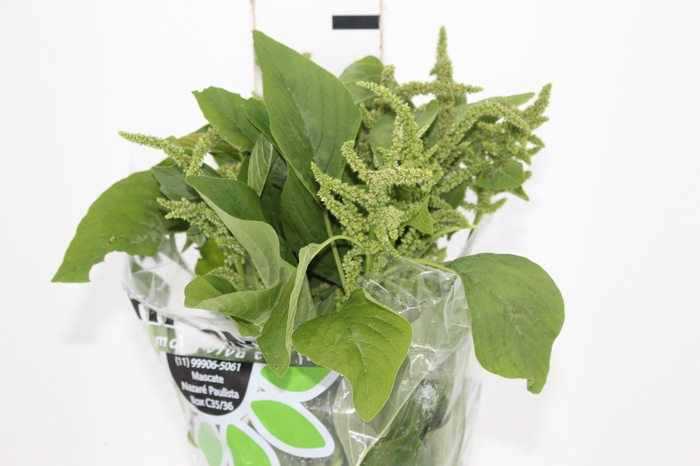 <h4>AMARANTHUS VERDE</h4>