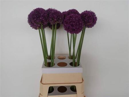 <h4>Allium Ambassador</h4>