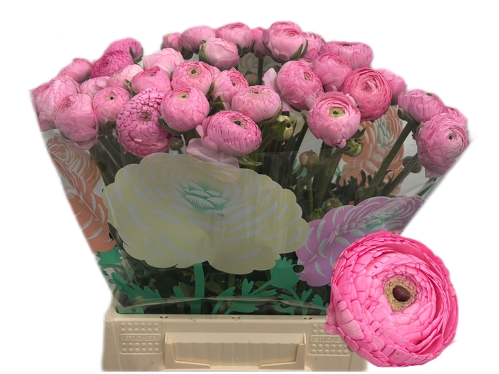 <h4>RAN AAZUR PINK</h4>