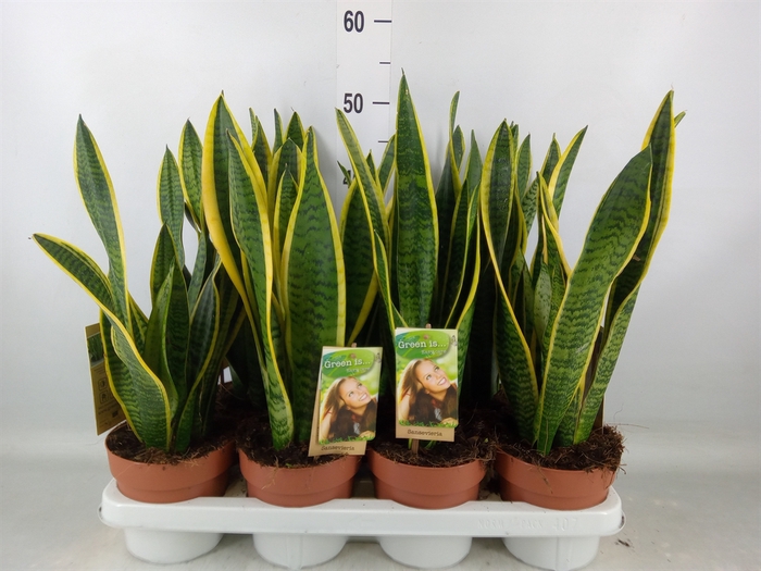 <h4>Sansevieria trifa. 'Laurentii'</h4>