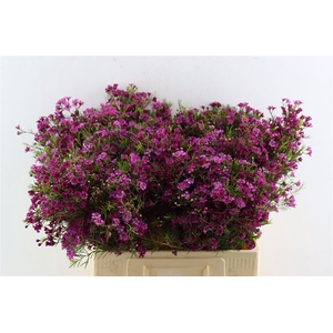 Cham Purple Free Spirit