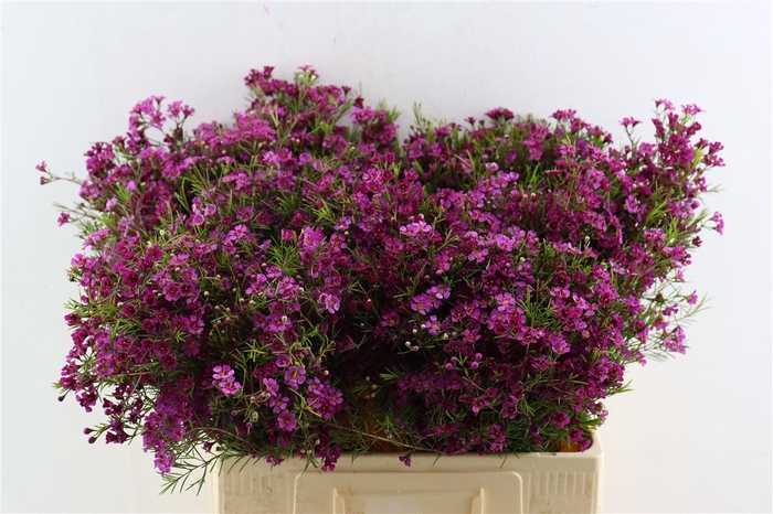 <h4>Cham Purple Free Spirit</h4>