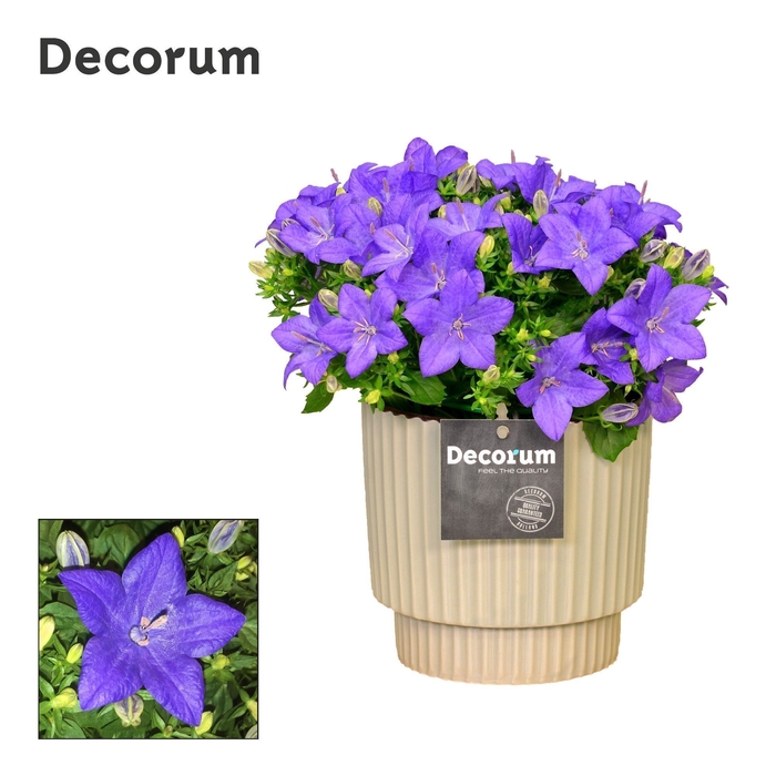 <h4>Campanula 'Napoli' Decorum Ivy</h4>