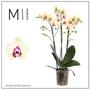 Phalaenopsis Deep Secret 3 spike - 12cm | Mimesis
