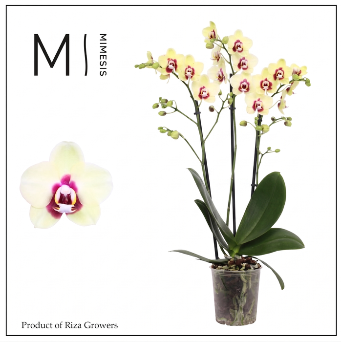 <h4>Phalaenopsis Deep Secret 3 spike - 12cm | Mimesis</h4>