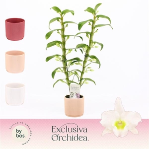 Dendrobium Nobilé, Apollon 2-spike in Horizon Ribble 'Exclusiva Orchidea'
