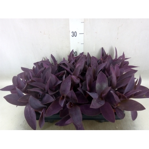 Tradescantia   ...
