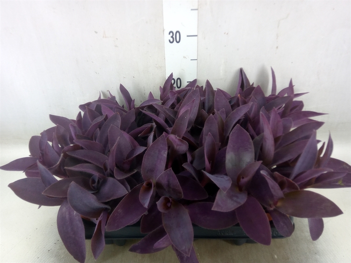 <h4>Tradescantia   ...</h4>