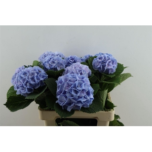 Hydr M Lollypop Blue 60-13
