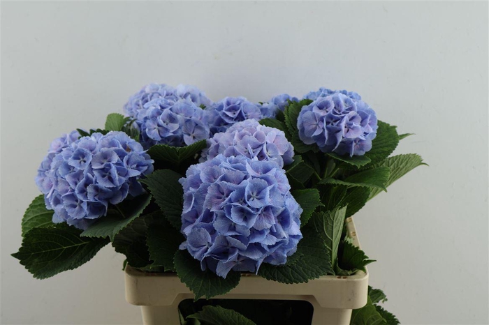 <h4>Hydr M Lollypop Blue 60-13</h4>
