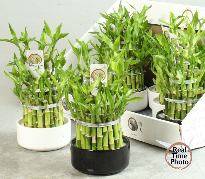 <h4>DRA LUCKY BAMBOO</h4>
