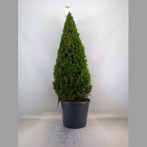 Buxus semp.   ...